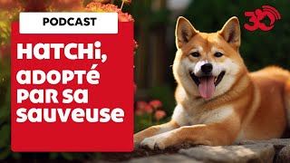 PODCAST - Hatchi, le shiba sauvé par une bénévole de la Fondation