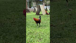 MCLEAN HATCH #mcleanhatch #mclean #hatch #shorts2025 #shortvideo #gamefarm #shorts #sabongpinasfarm