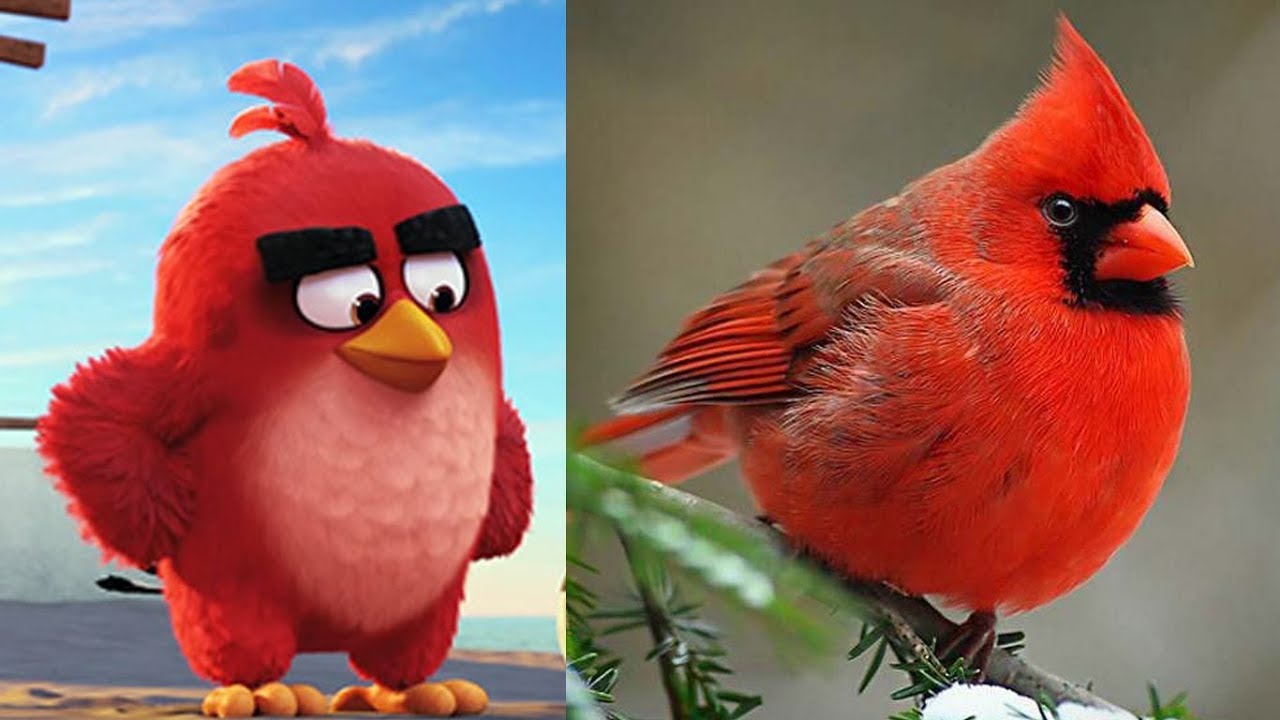 ANGRY BIRDS IN REAL LIFE, characters, activity, cartoons in real life, ...