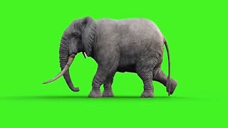 Green Screen Gajah No Copyright