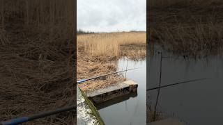 Рыбалка на поплавок #fishing #рыбалка #поплавок