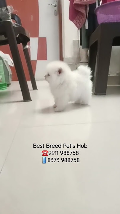 Toy Pom Pup Available Home Delivery Anywhere in India #toy #pomeranian #toypom #puppy #dog #delhi