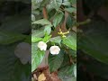 Flowers, The Natural Flowers, trending,yt shorts, YouTube shorts, viral shorts, fresh flowers.