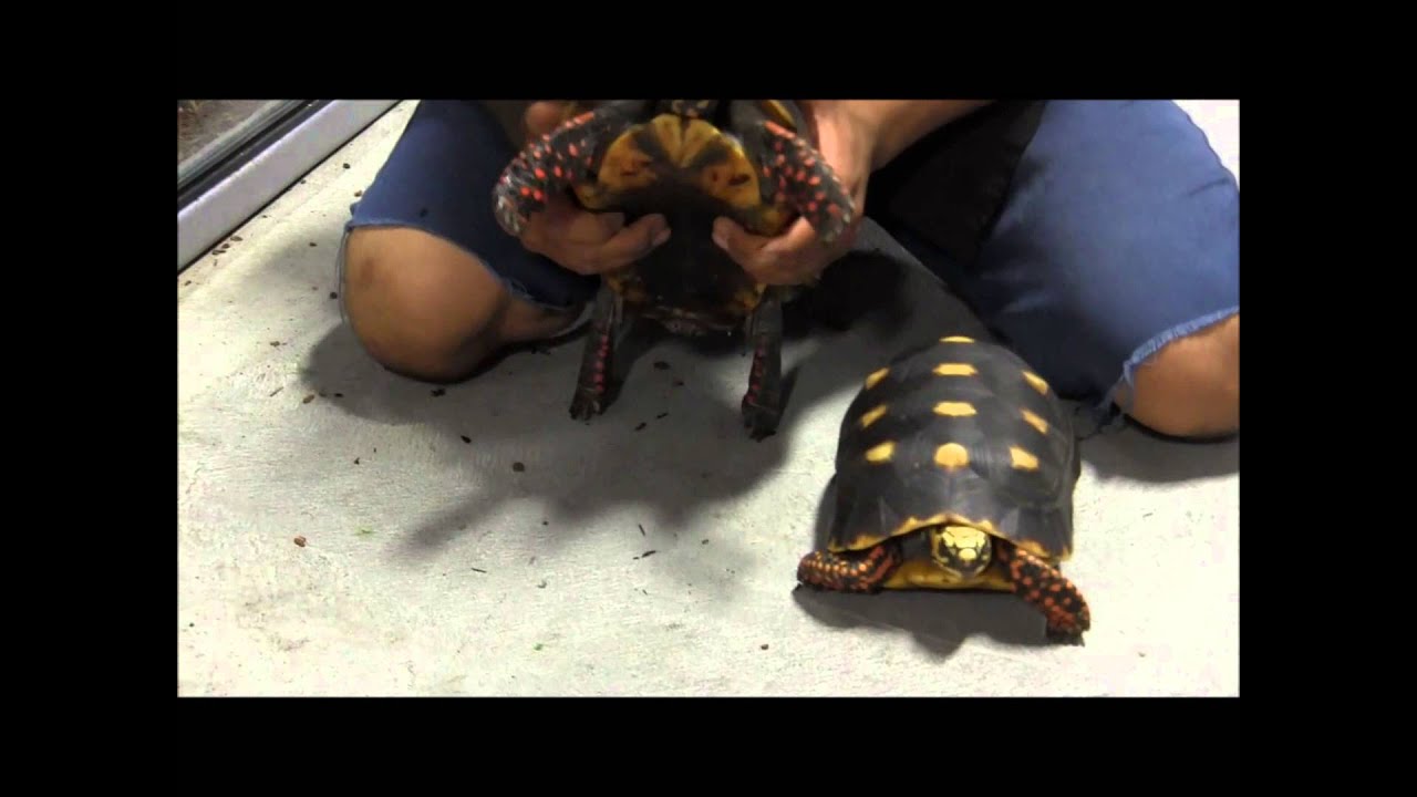 Adult Red Footed Tortoises Youtube