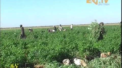 Agriculture Support by Eritrean Military in Haikota Sub Zone Project