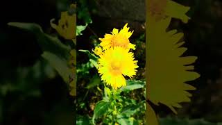Random Footage of Beautiful Flower  #randomvideocall #randomvideo #randomvideocallapp