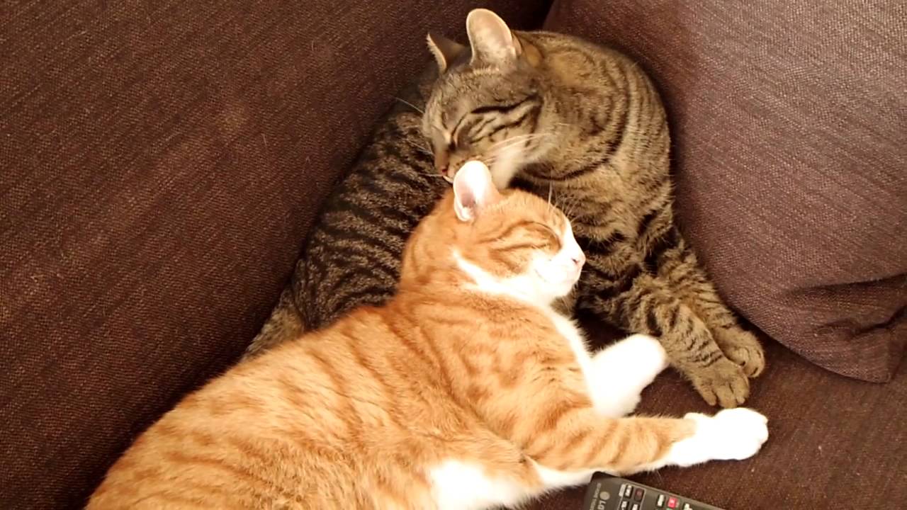 Cats loving each other - YouTube