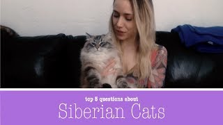 Top 5 Questions about Hypoallergenic Siberian Cats