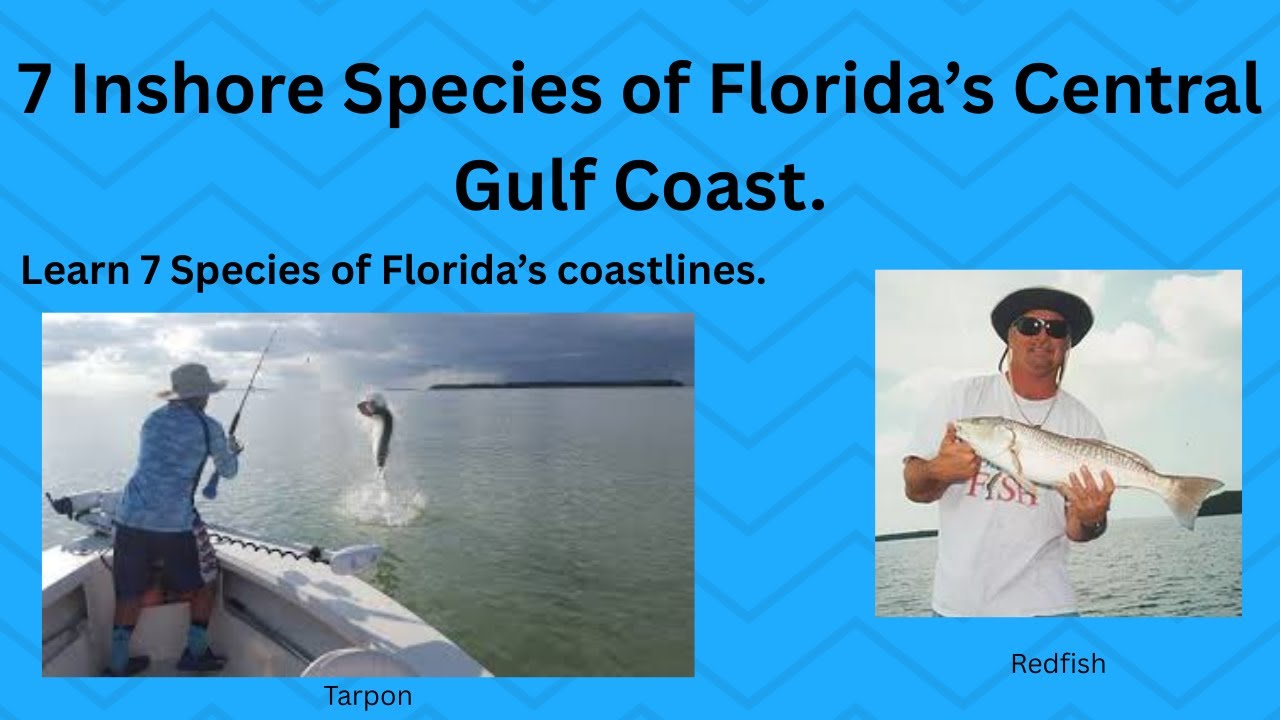 7 Inshore Species of Florida's Central Gulf Coast