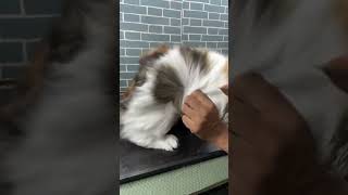 Calico cat grooming very beautiful | 8446853378