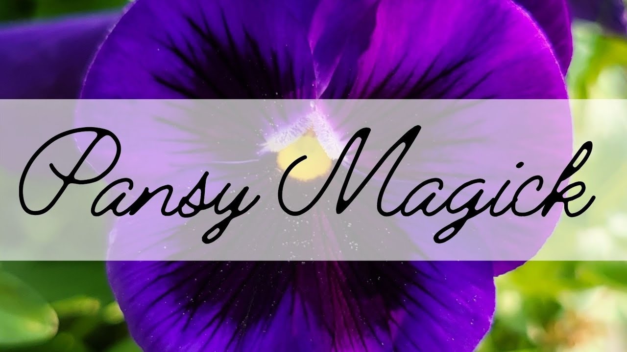 Pansy Magick Folklore & Magical Correspondences YouTube