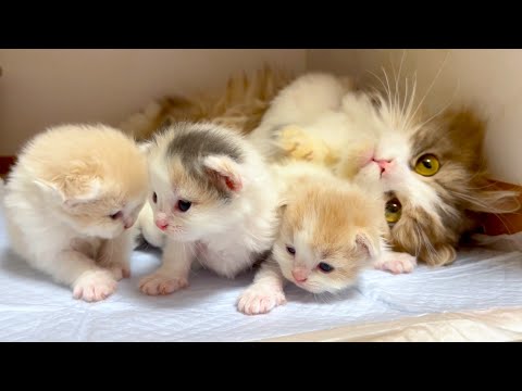 【マンチカンの子猫】子猫産まれておりました♪元気に育っておりますな件 ~猫のいる生活Vol.1066~出産動画 マンチカン短足・ミヌエット・ペルシャ猫専門ブリーダー『ペット蔵人』【子猫の成長記録】