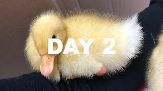 Day 2: Duckling Imprinting (Raising Backyard Ducks)