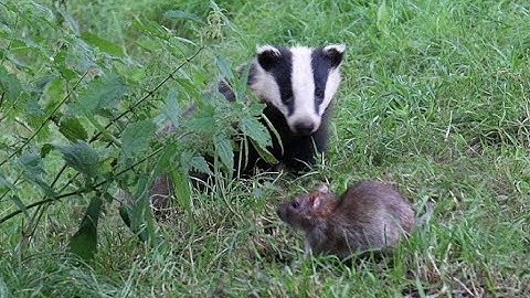 New Forest Explorers Guide - Badger chases off a rat
