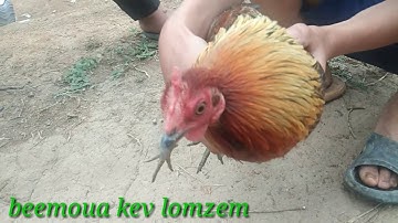 Coj peb mu saib tu poj qaib ua lau