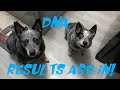 Silver and Luciens's DNA Results! Wisdom Panel Canine DNA Test ~Process & Review!~