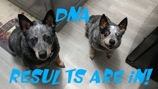 Silver and Luciens's DNA Results! Wisdom Panel Canine DNA Test ~Process & Review!~