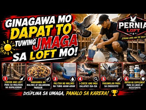 Pano maiwasan ang posibleng sakit sa kalapti #pigeon #birds #ideas 