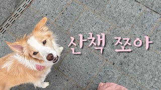 보더콜리 산책이 힘든 이유