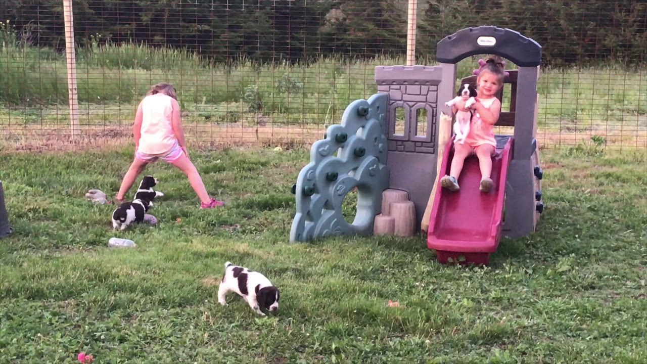 Glenwood Kennels Starting Our Puppies Right YouTube