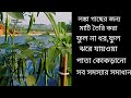 সহজেই টবে সারা বছর লঙ্কা চাষ পদ্ধতি।complete care of chili plant।