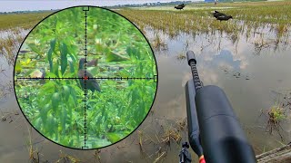 Berburu Burung Mandar, Spot Rawa Yang Ada Burung Mandar Melimpah