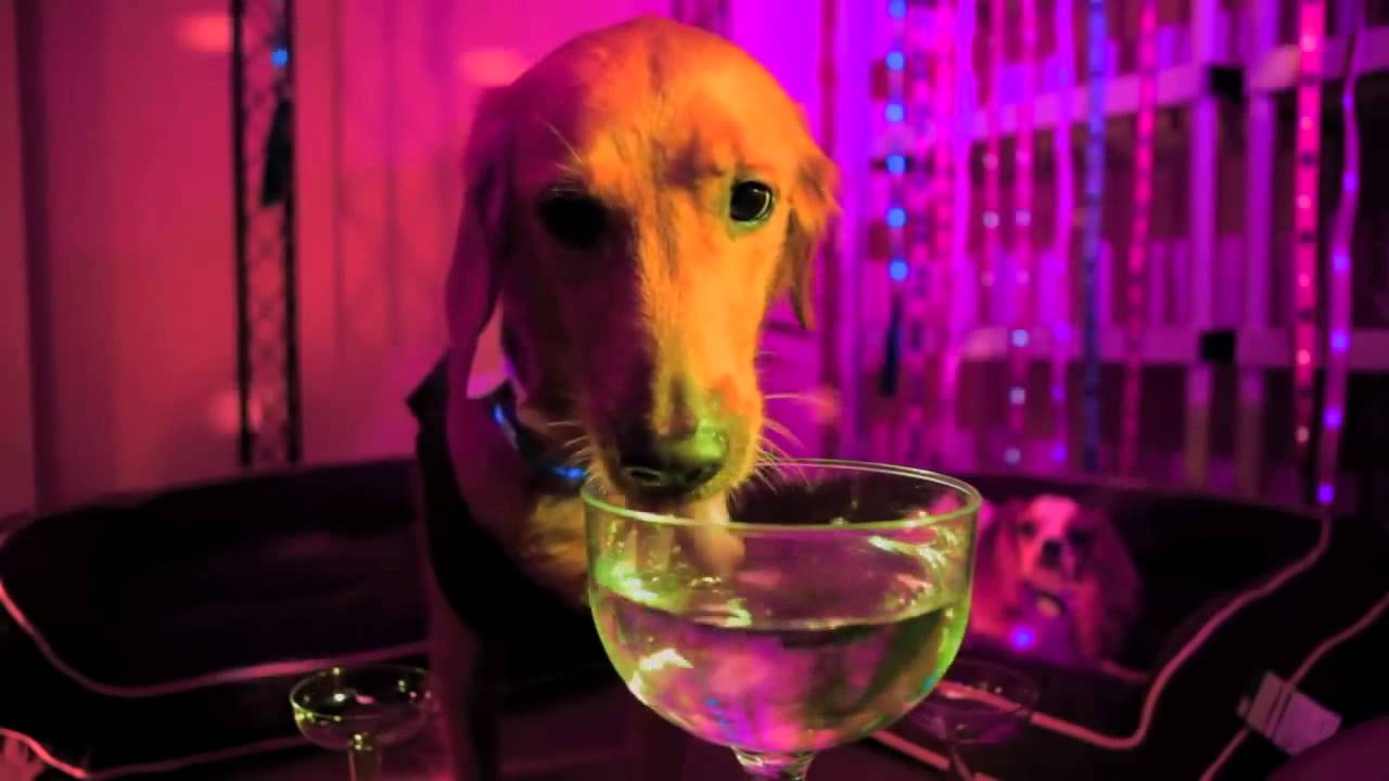 Dog-e-glow led dog collars, leashes and harnesses - Work Hard, Glow Hard Dog E Glow