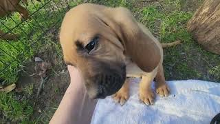 JoJo's 2023 M1 Bloodhound puppy