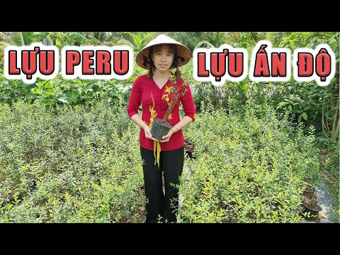 Video Lựu đỏ peru | Lựu ấn độ giá rẻ ship toàn quốc | ????... - youtube