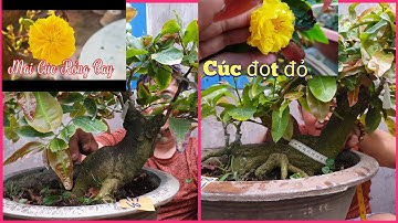 Cúc thọ hương, cúc bi, cúc rồng bay 32 cánh 25/5¶ Dung 0364504945