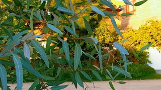 معلومات عن شجرة كالبتوس-قلم طوز -Eucalyptus-أشجار سريعة النمو وتتحمل الحرارة