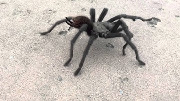 Tarantula walking