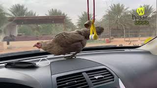 A chicken in my car