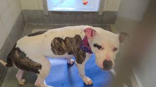 Acs A820339