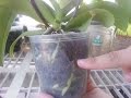 How To Water Your Phalaenopsis Orchid "Get Your Green Roots Back"