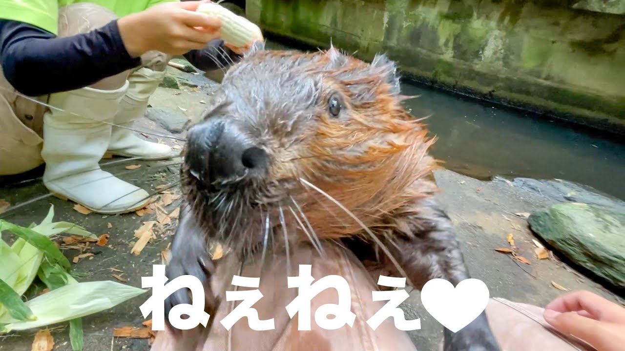 上目遣いで甘えてくるビーバーに、飼育員一同骨抜きに。Beaver eating corn is adorable