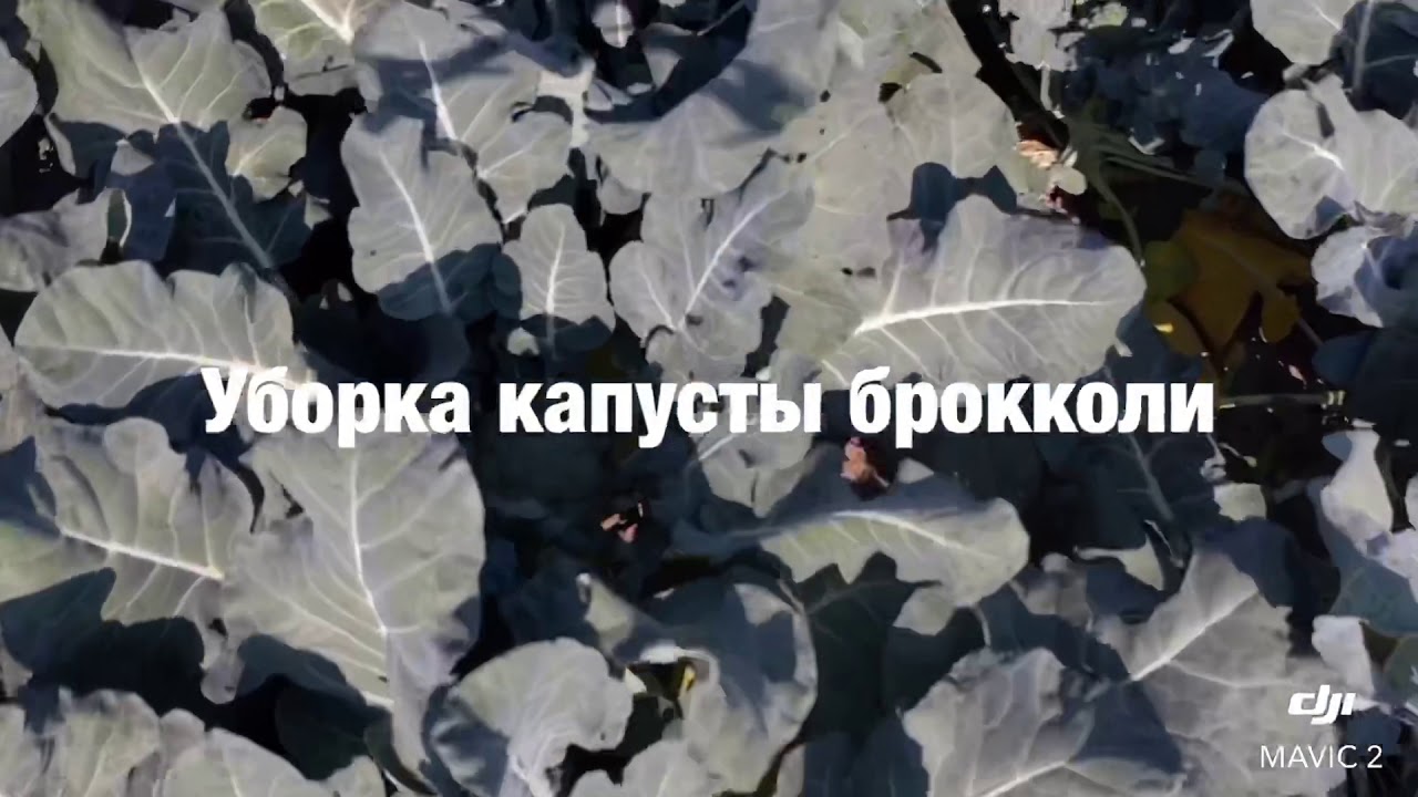 Уборка капусты брокколи