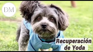 Recuperación De Mi Perro Después De Su Lesión Medular