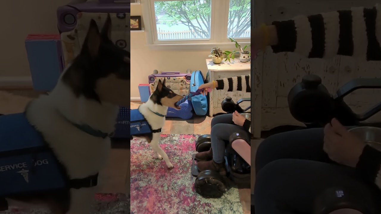 Two ways to train service dogs to pull 