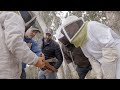 Capture de la vidéo The Job Swap Experiment: A Bee Understanding Project Film