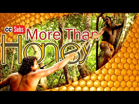 More Than Honey Documentary Free | Honey Hunters | How Vedda People Harvesting Honey | මීමැස්සෝ