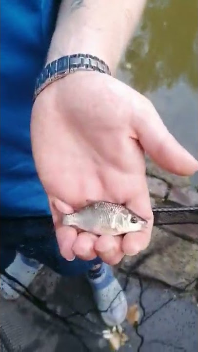 da fellas net fishing Sefton Park 25/5/2022😜
