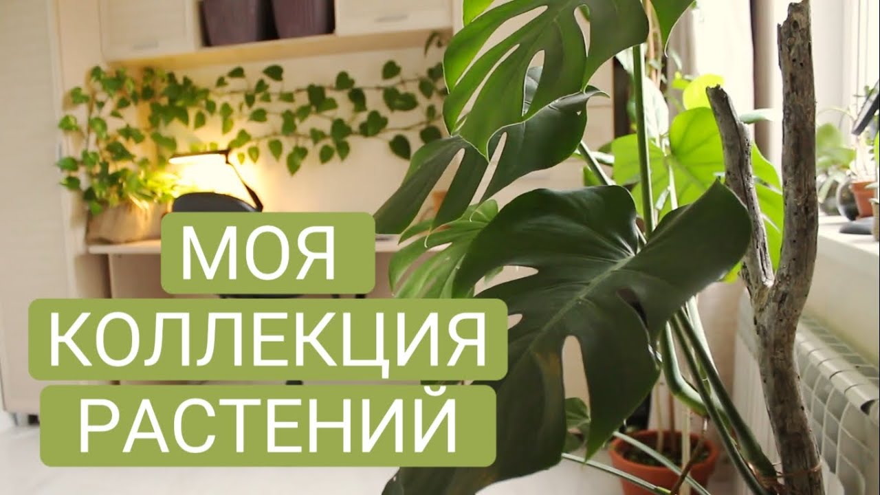 Моя коллекция растений: до/после. Ноябрь 2022