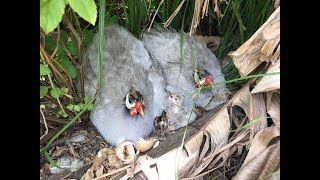 Little Guinea Fowl Keets Hatching In Our Food Forest