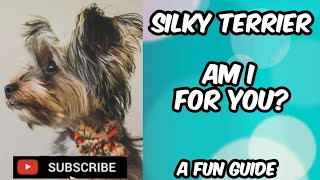 A Fun Guide to Silky Terriers #dog #dogs #doglover