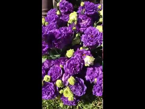 Video: Ahimenezas: Gauk Savo Stebuklingą Gėlę