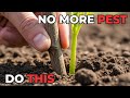 Why Amish Gardens Never Have Pests - The One “Stick” Method Corporations Hate.