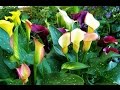 Cómo cultivar Cartuchos de Colores (Callas) - TvAgro por Juan Gonzalo Angel