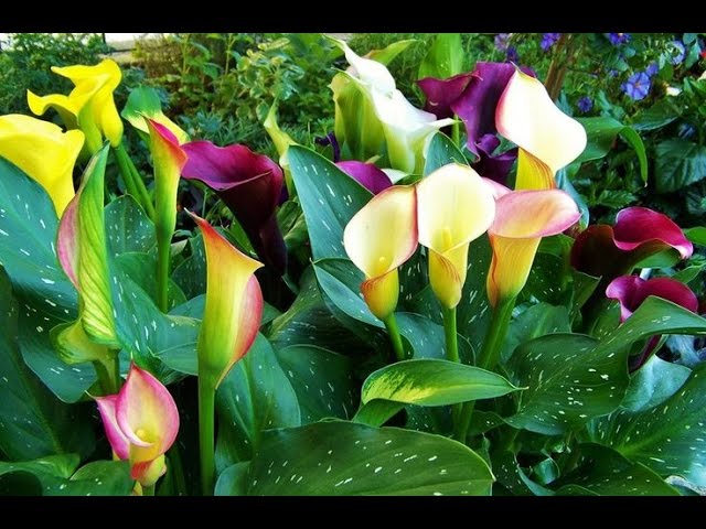 Cómo cultivar Cartuchos de Colores (Callas) - TvAgro por Juan Gonzalo Angel  - YouTube