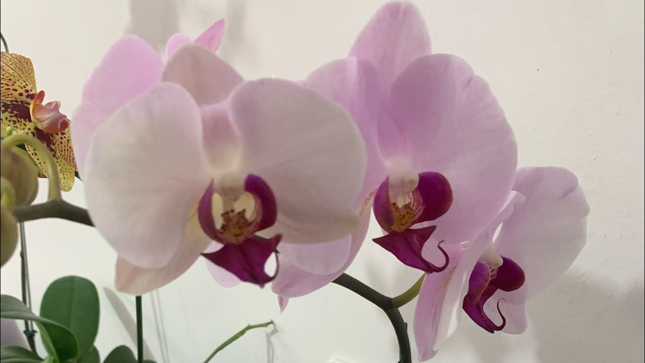 Como Plantar Orquidea Phalaenopsi Na Bolacha De Sanção 